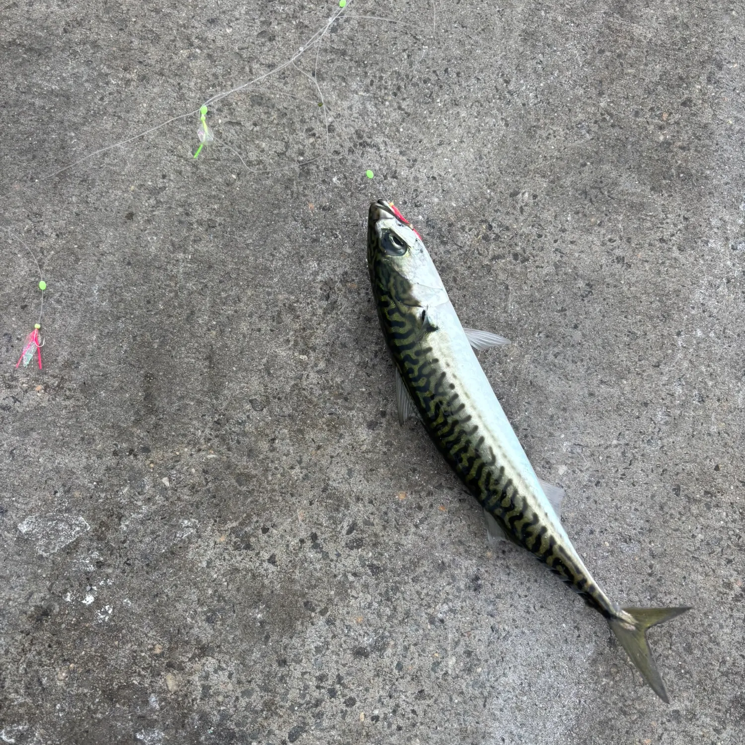 Atlantic mackerel caught on Fishbrain