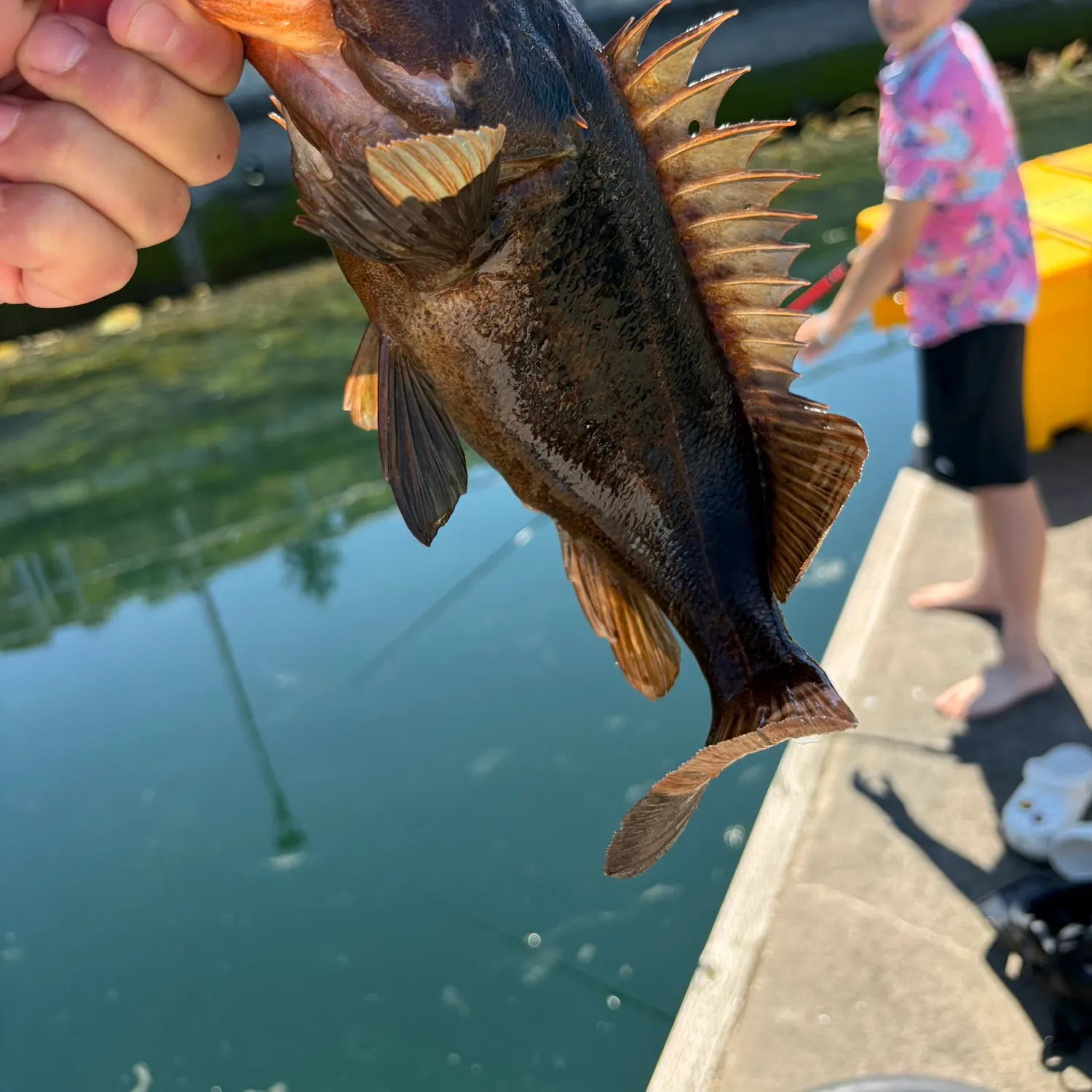 The most recent Black rockfish catches on Fishbrain