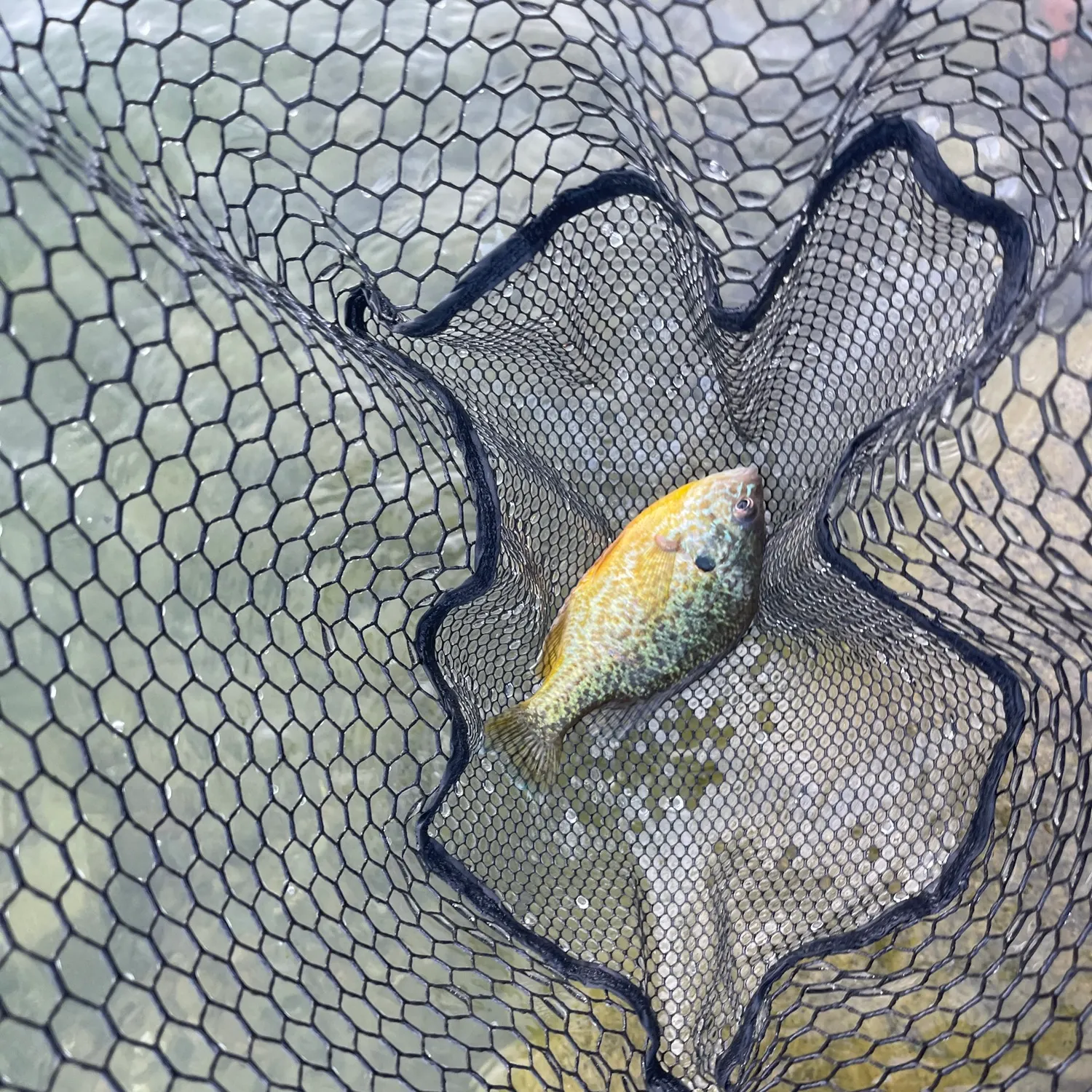 Pumpkinseed caught on Fishbrain