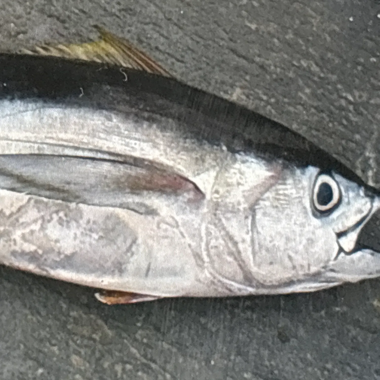 The most recent Atlantic bluefin tuna catches on Fishbrain