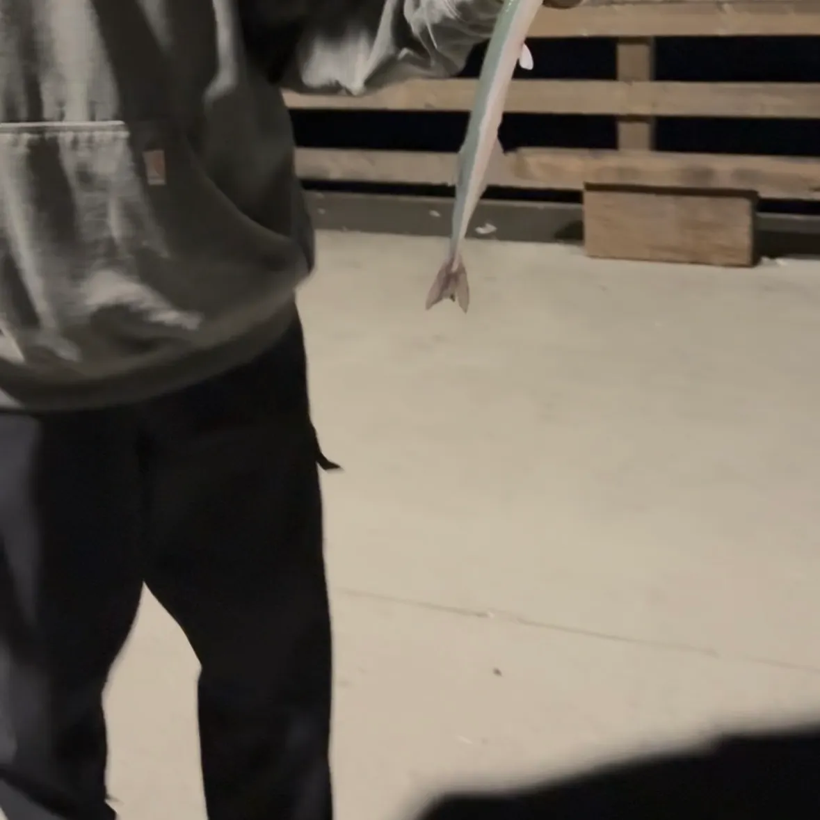 The most recent California needlefish catches on Fishbrain
