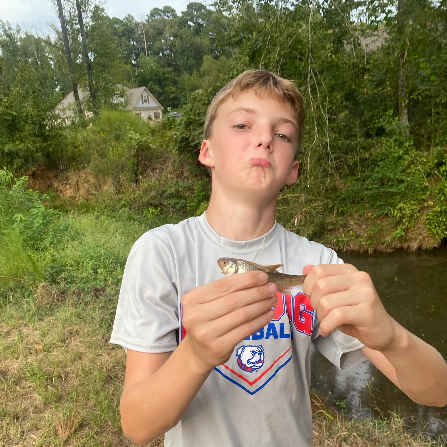 Striped shiner caught on Fishbrain