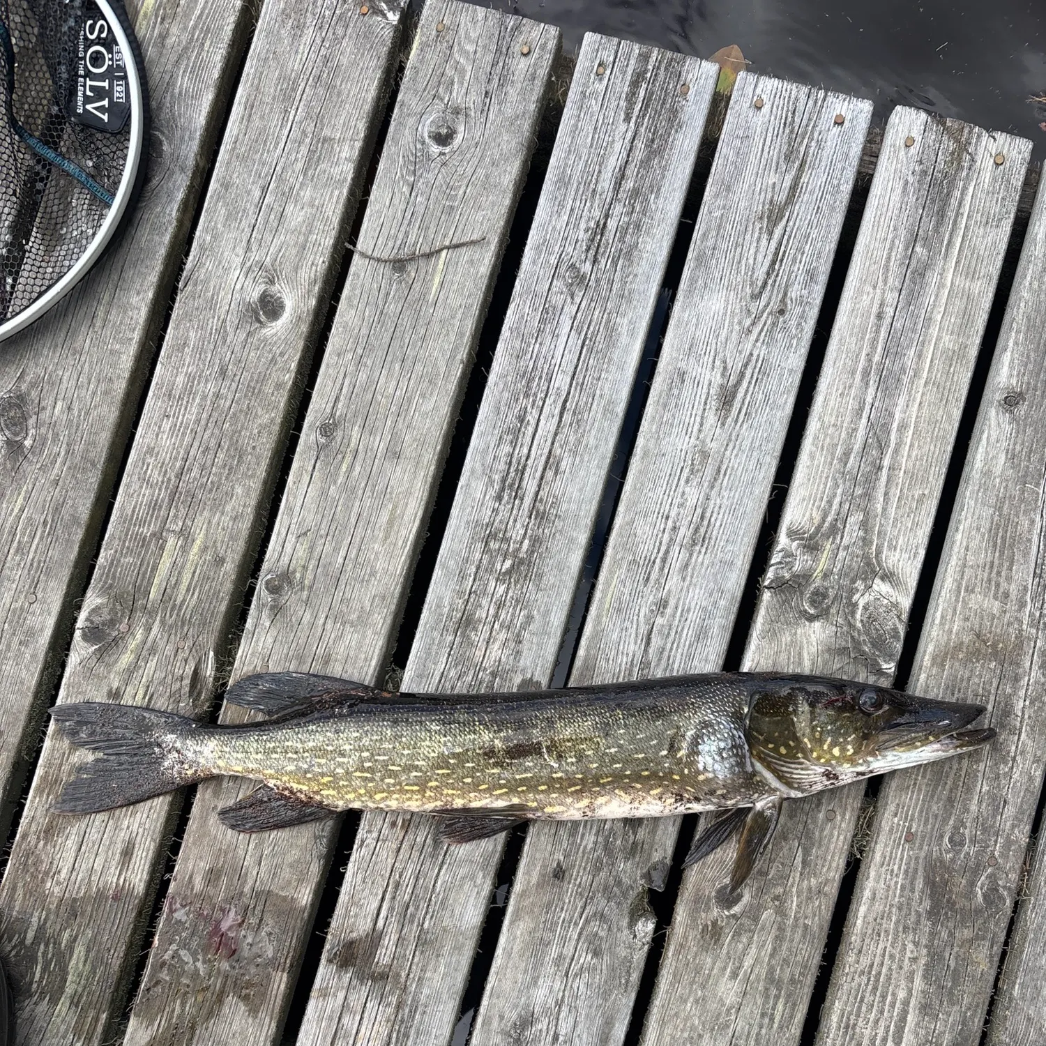 Northern pike caught on Fishbrain