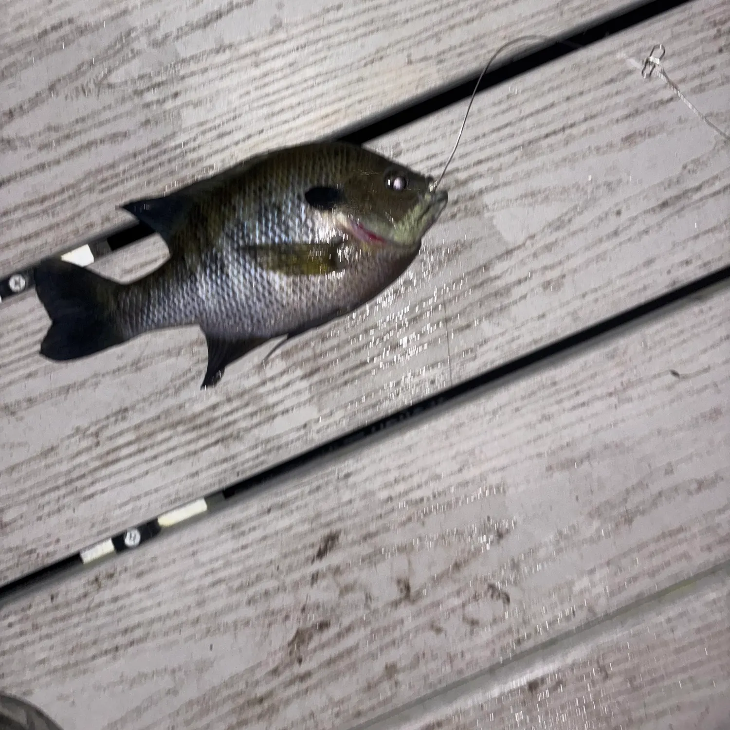Bluegill caught on Fishbrain