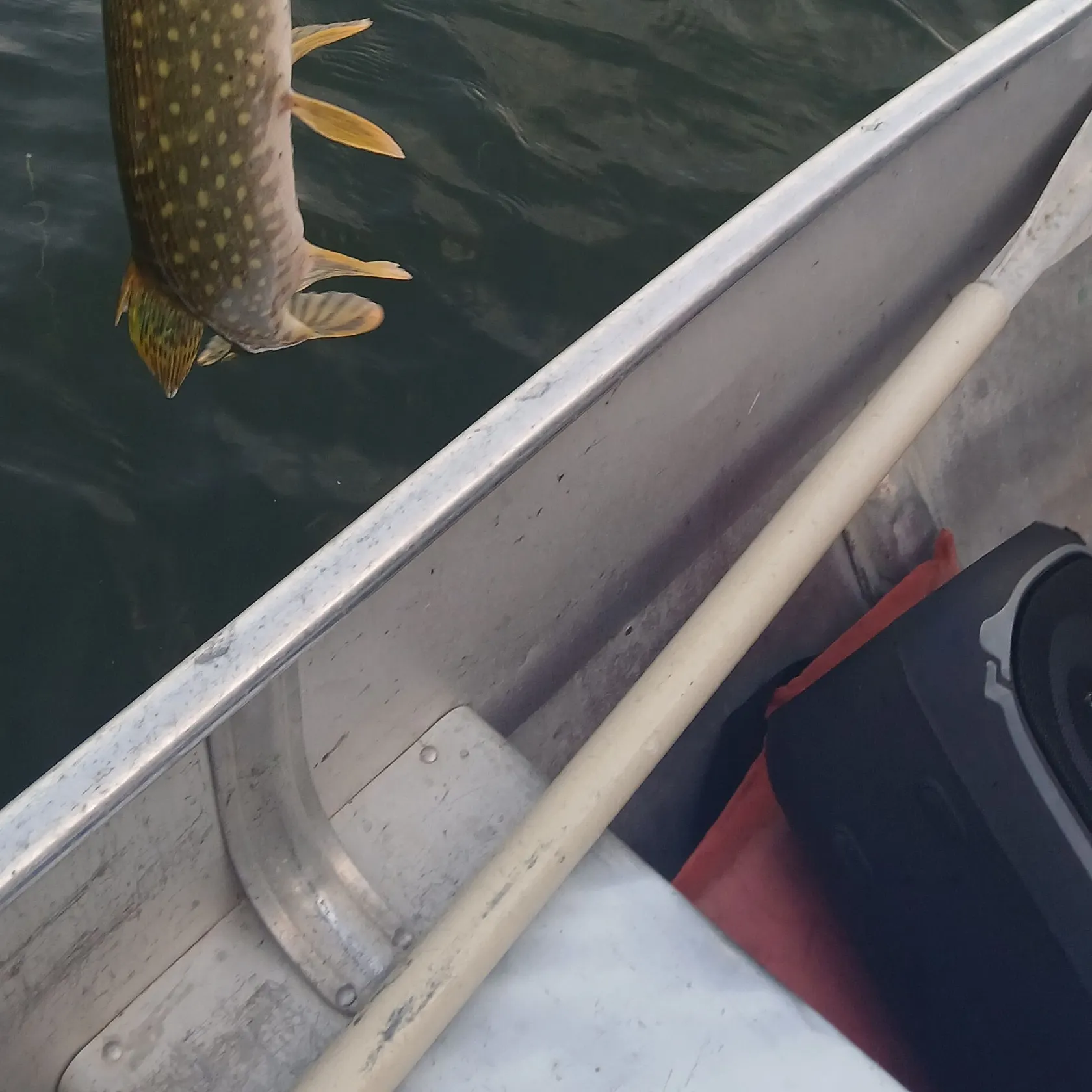 Northern pike caught on Fishbrain