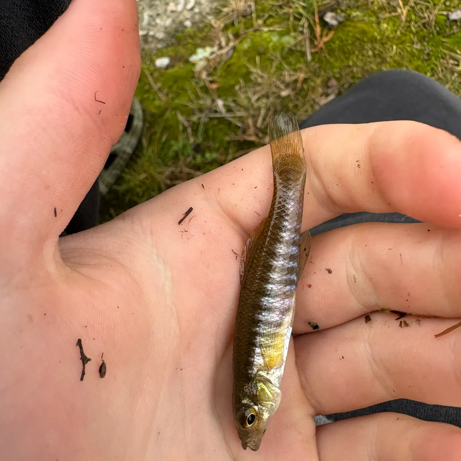 The most recent Banded killifish catches on Fishbrain