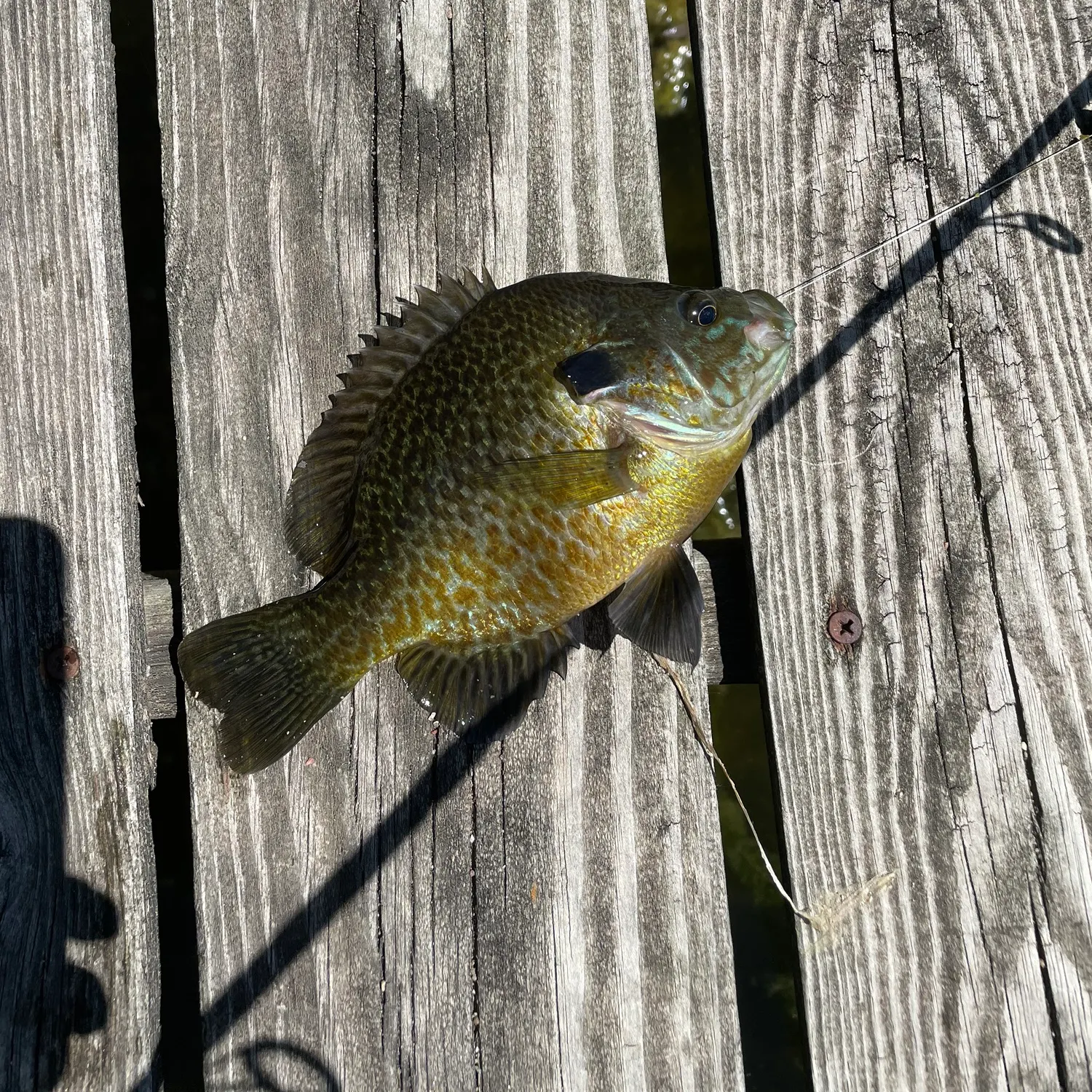 The most recent Greengill hybrid catches on Fishbrain