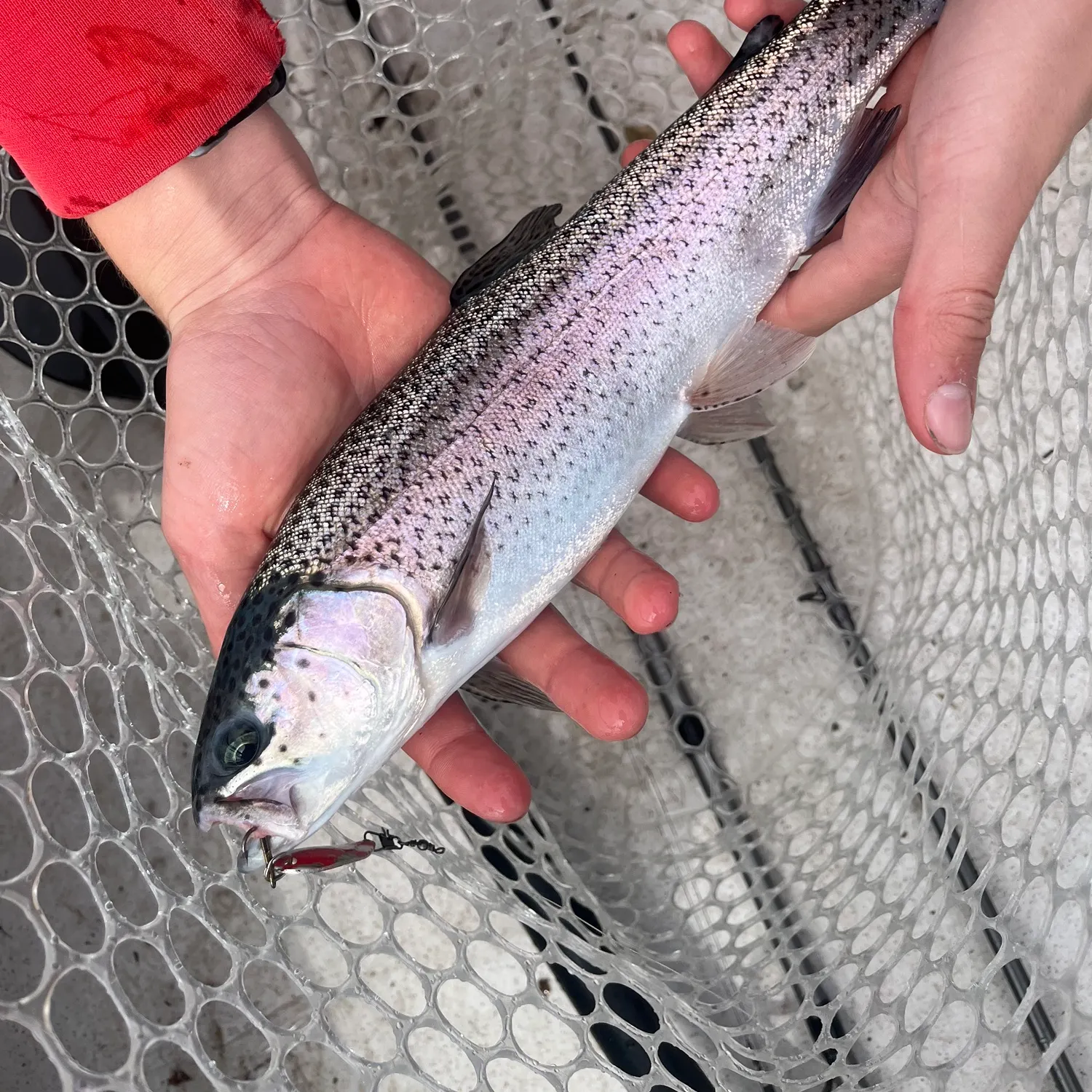 Rainbow trout caught on Fishbrain