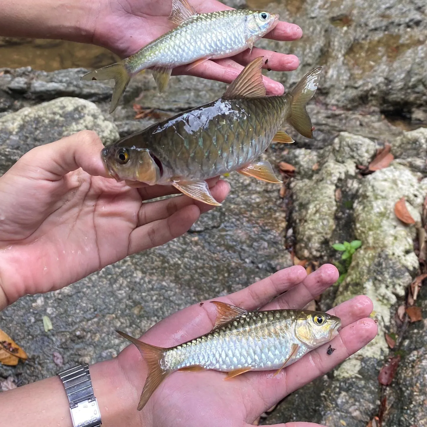 recently logged catches