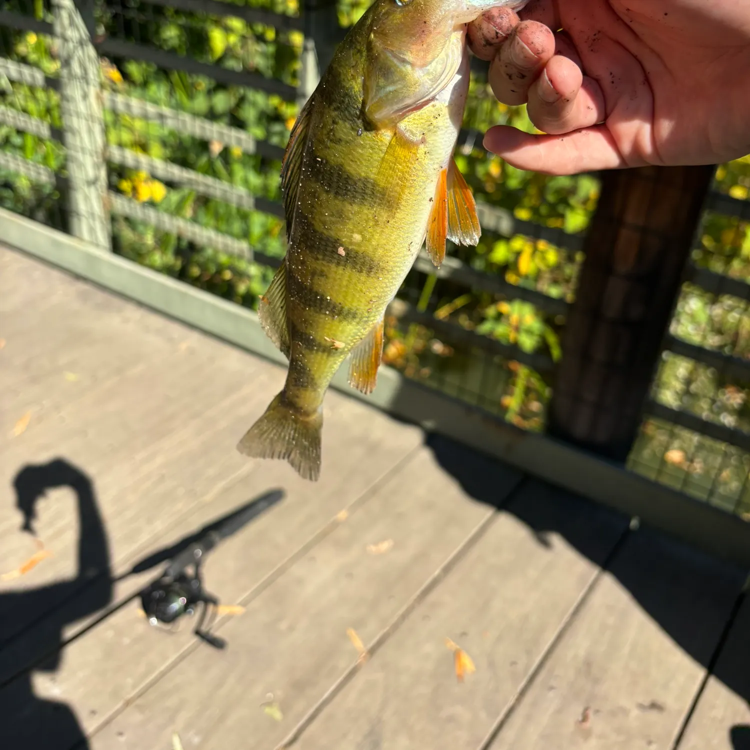 Yellow perch caught on Fishbrain
