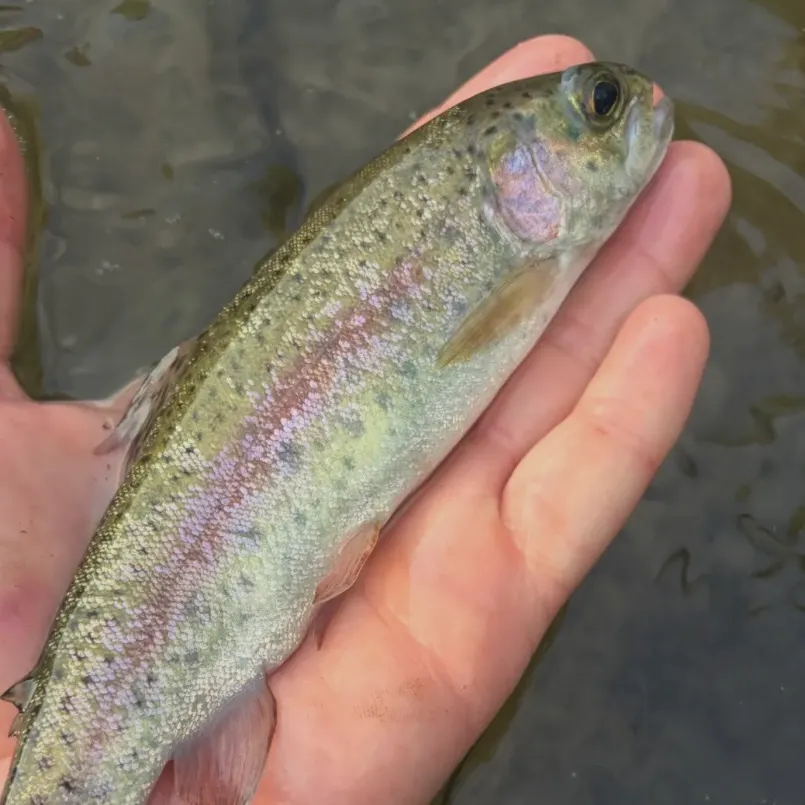 Rainbow trout caught on Fishbrain