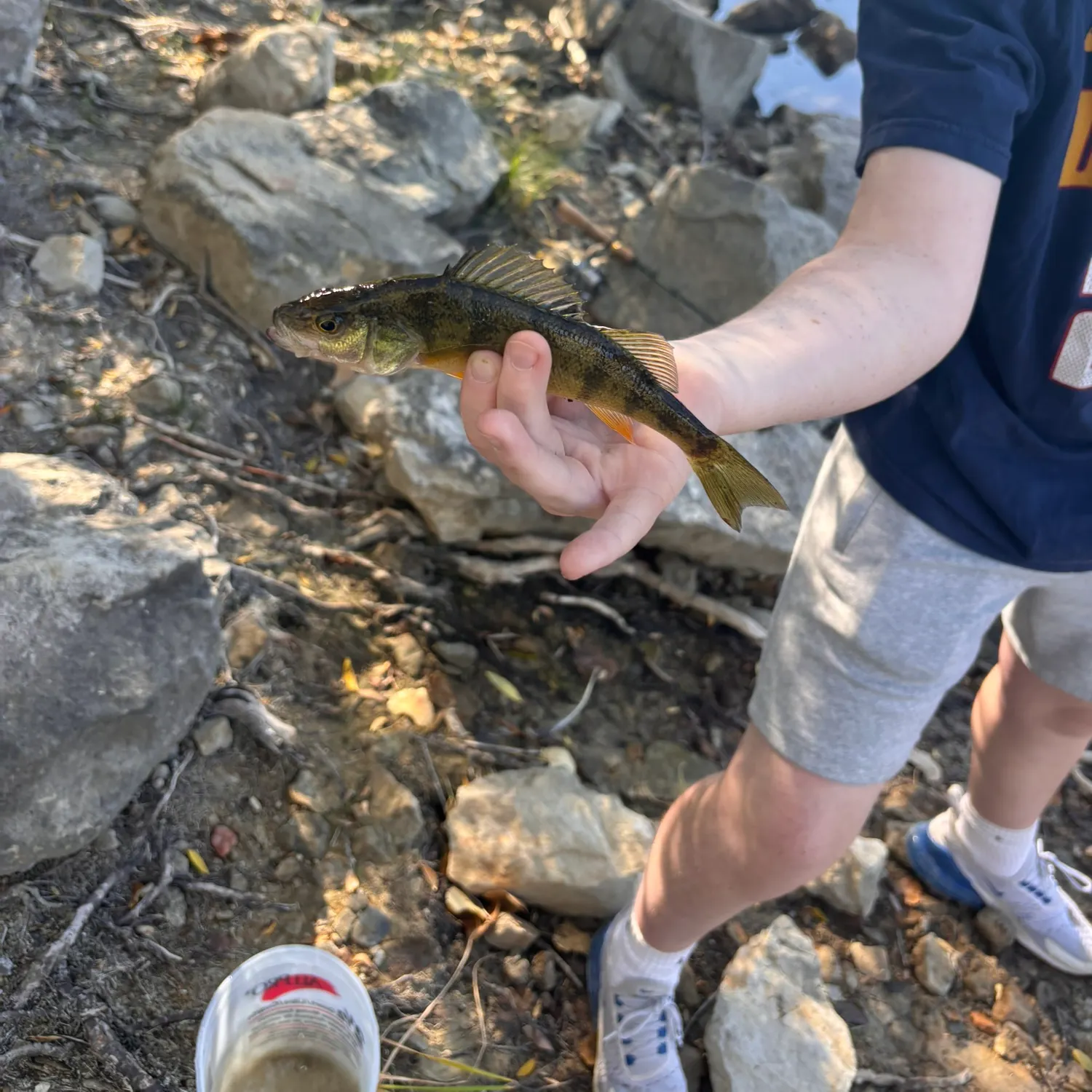 Yellow perch caught on Fishbrain