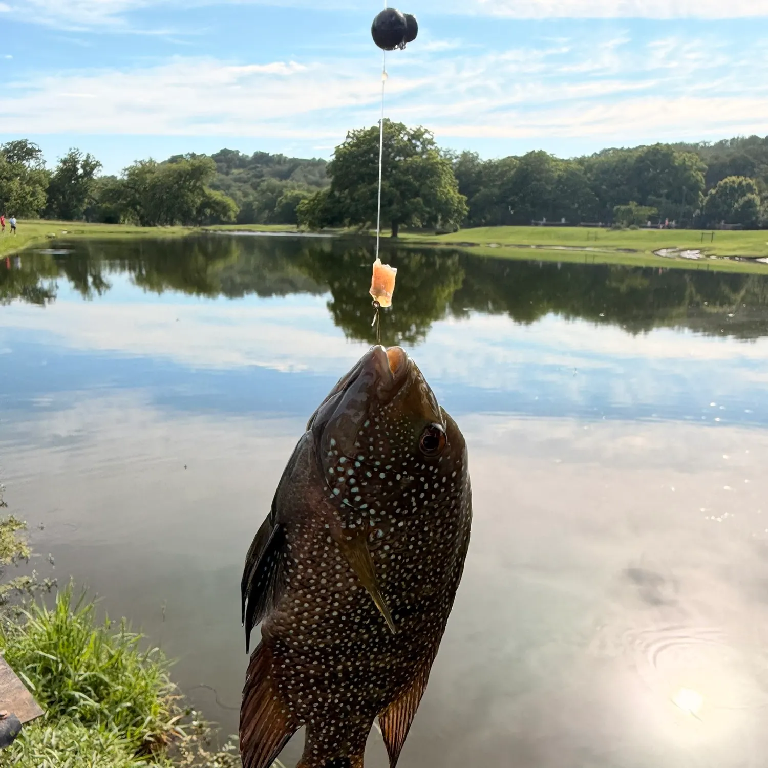 The most recent Redstripe longear sunfish catches on Fishbrain