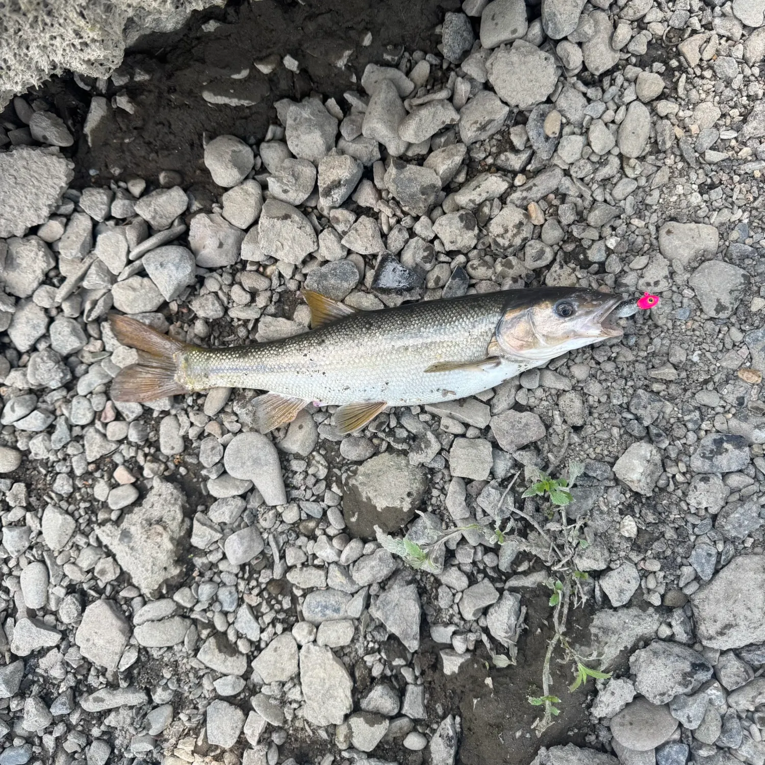 The most recent Sacramento pikeminnow catches on Fishbrain