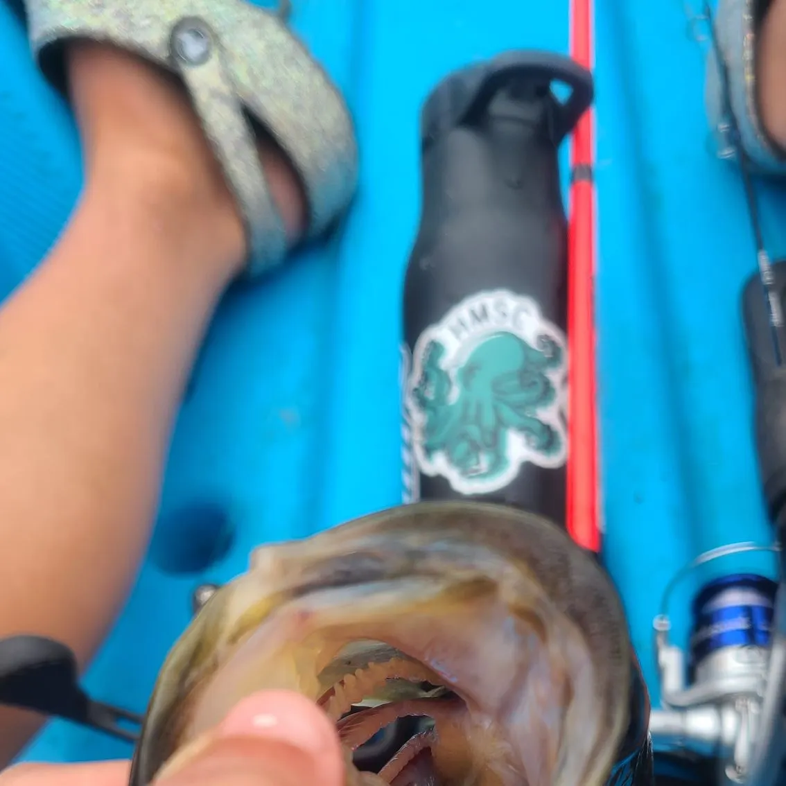 angler catch
