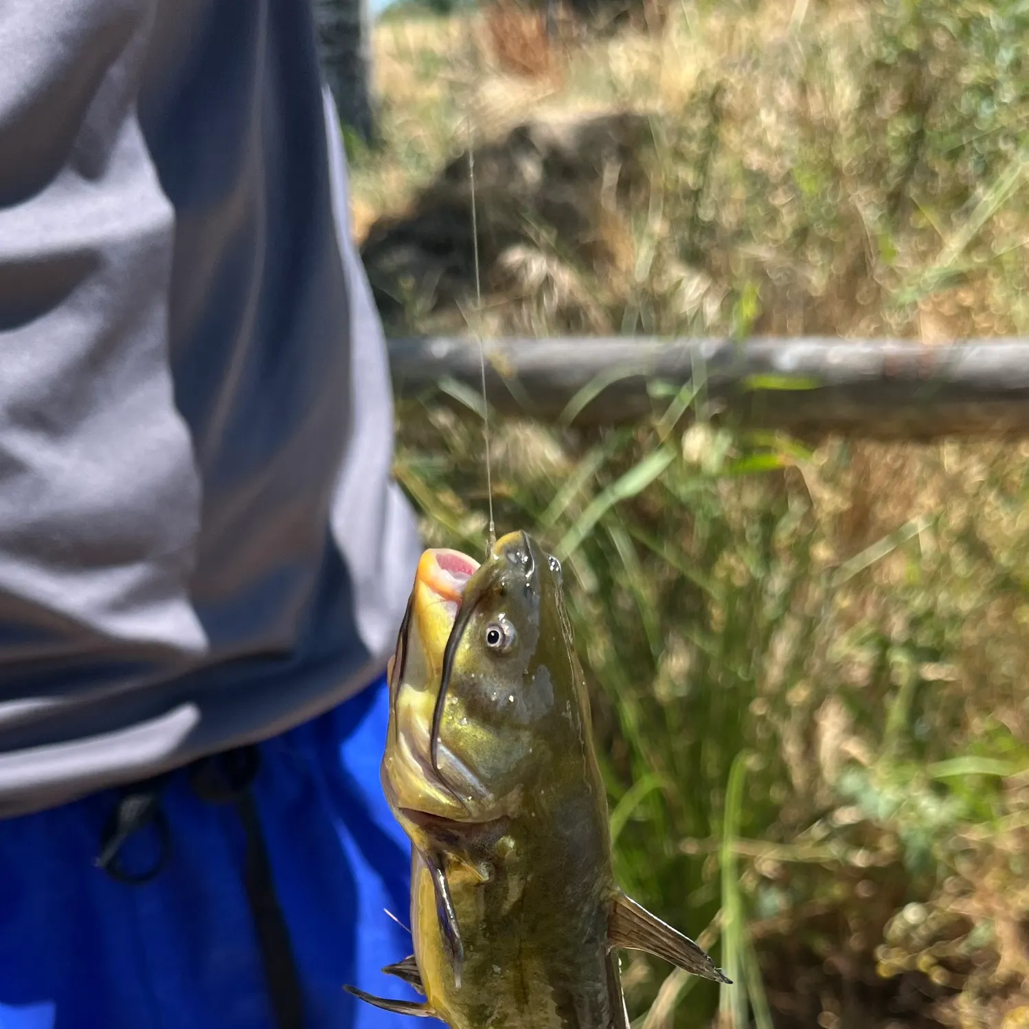 The most recent North African catfish catches on Fishbrain