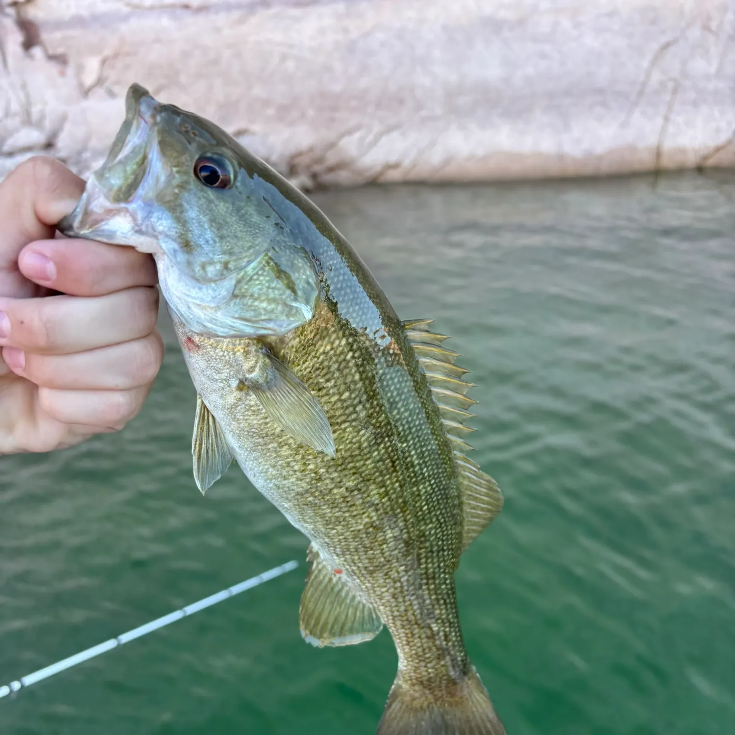 Smallmouth bass caught on Fishbrain