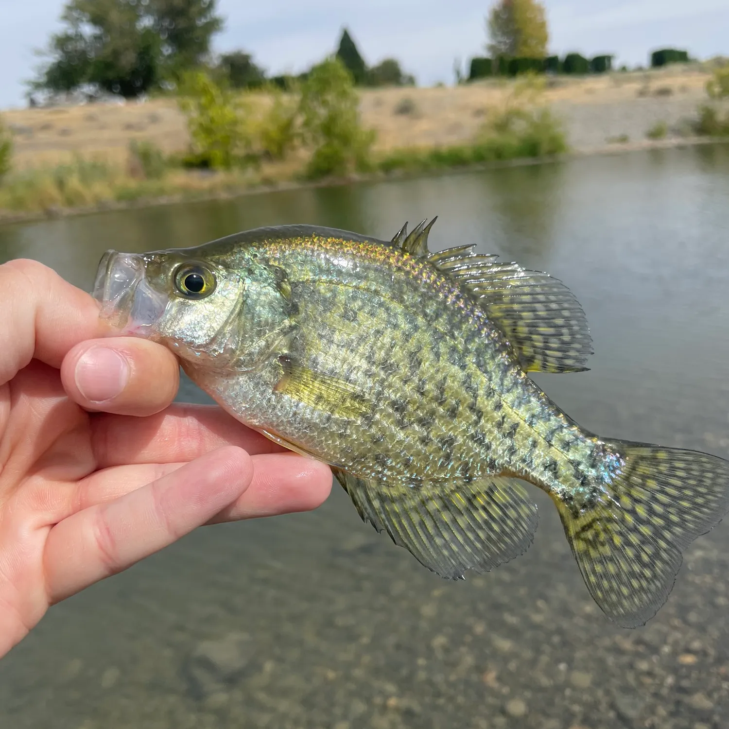 Black crappie caught on Fishbrain