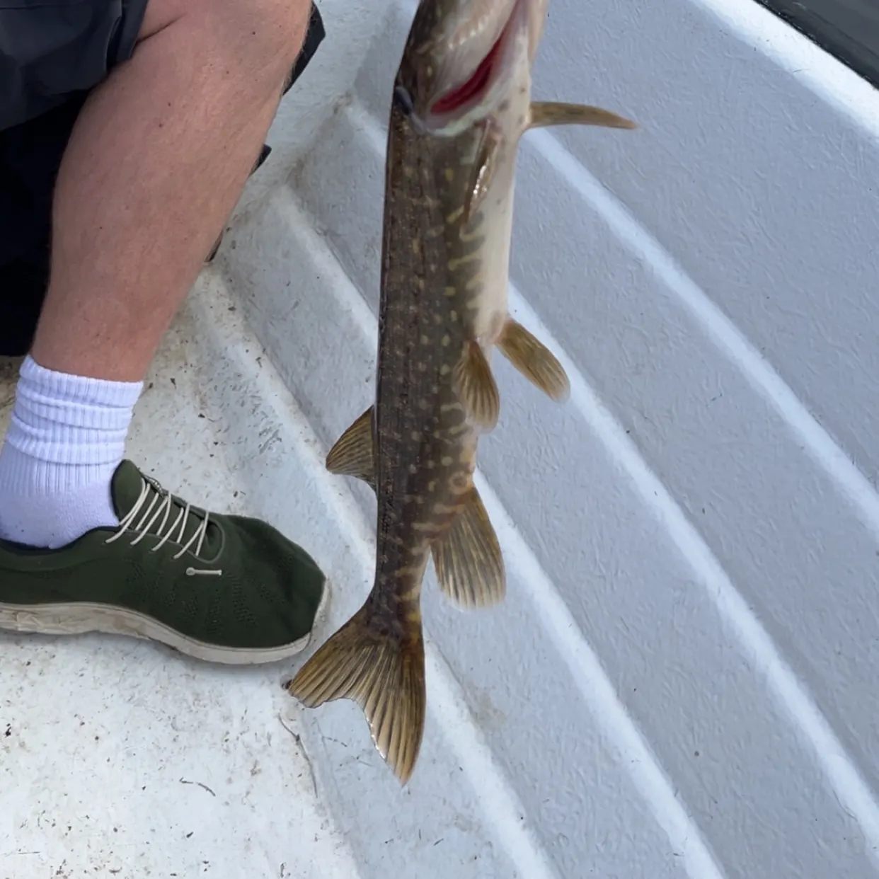 Northern pike caught on Fishbrain