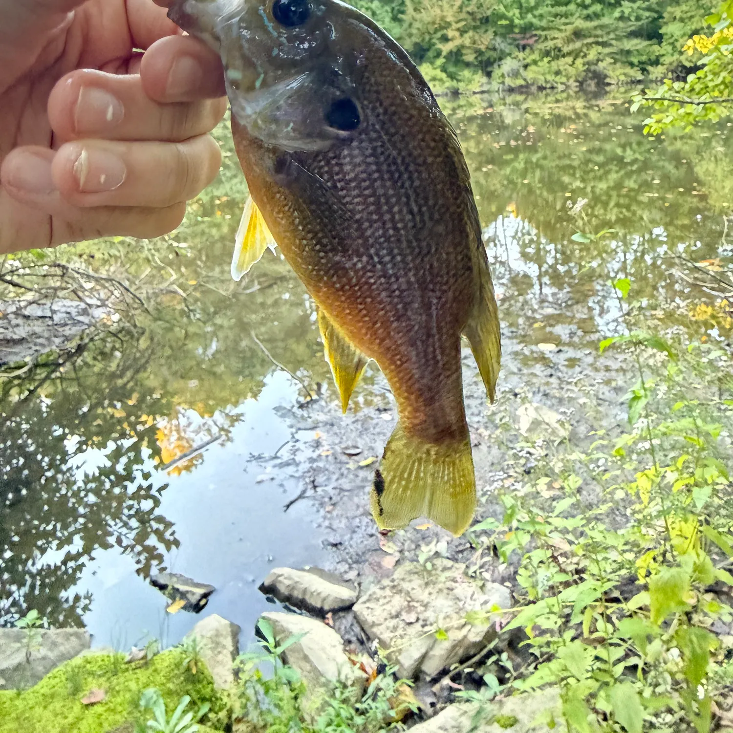 Green sunfish caught on Fishbrain