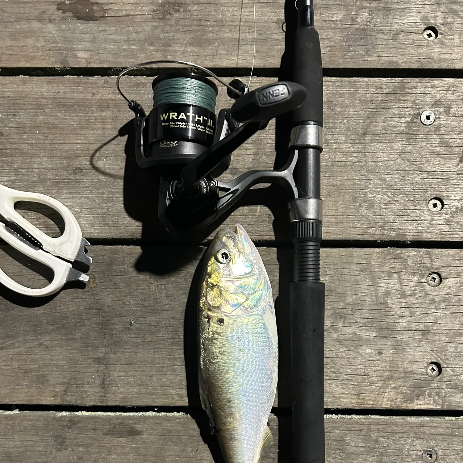 The most recent Gulf menhaden catches on Fishbrain