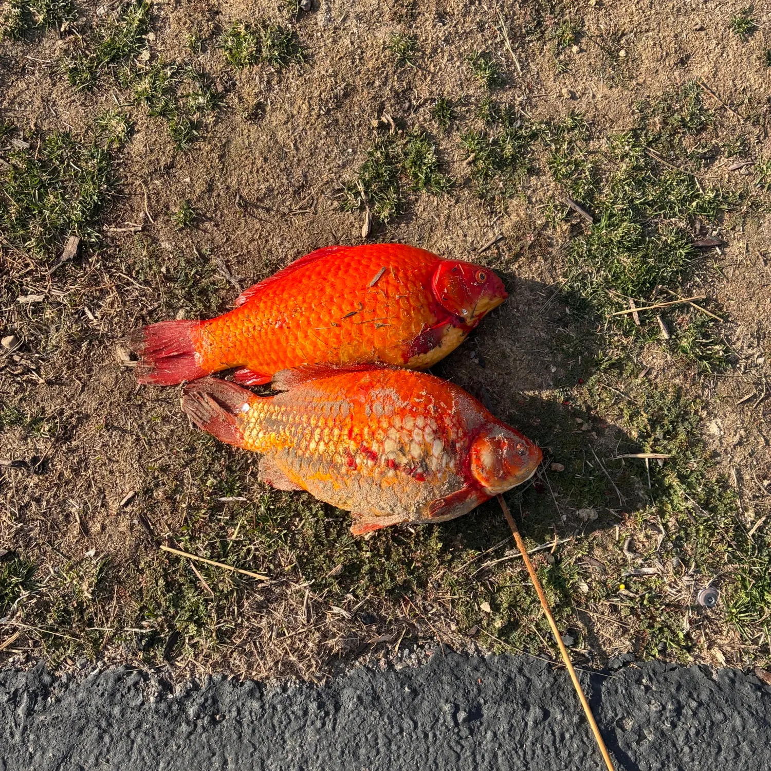 The most recent Goldfish catches on Fishbrain