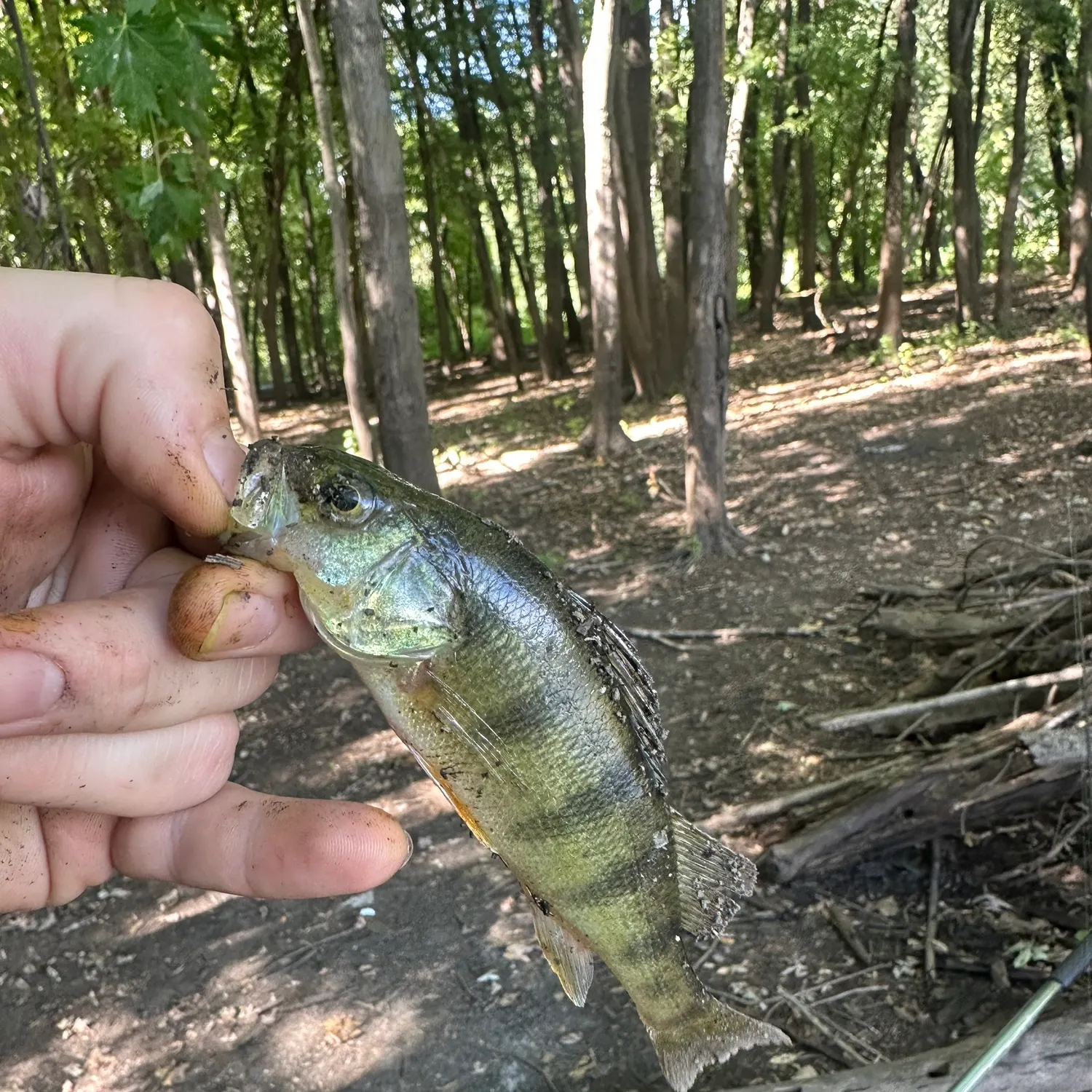 Yellow perch caught on Fishbrain