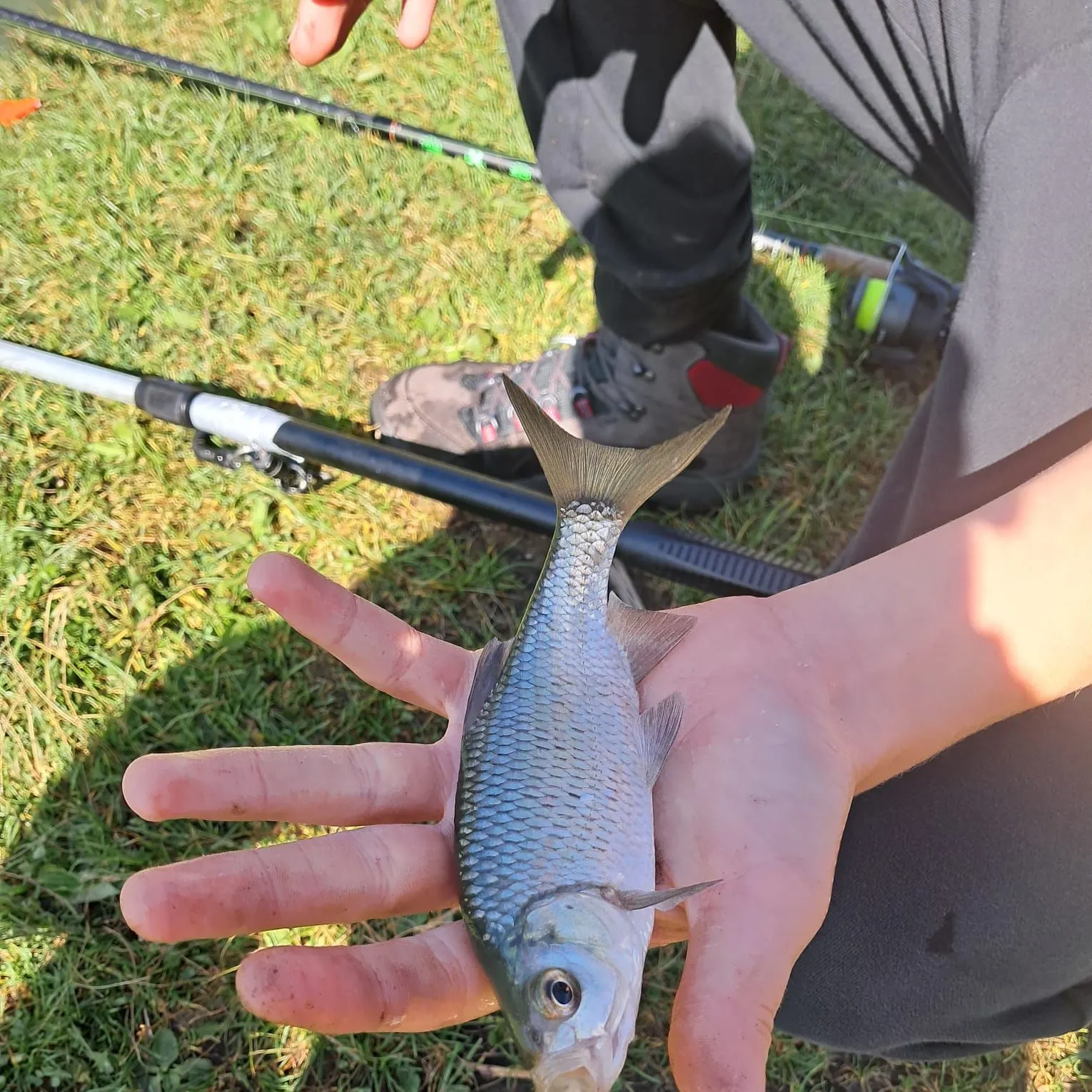 Common roach caught on Fishbrain
