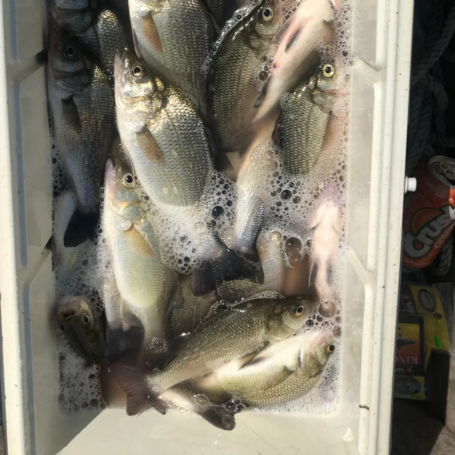 recently logged catches