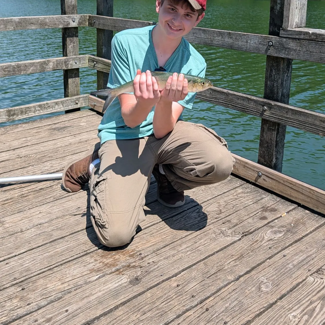 The most recent Skipjack herring catches on Fishbrain
