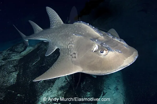 Bowmouth guitarfish