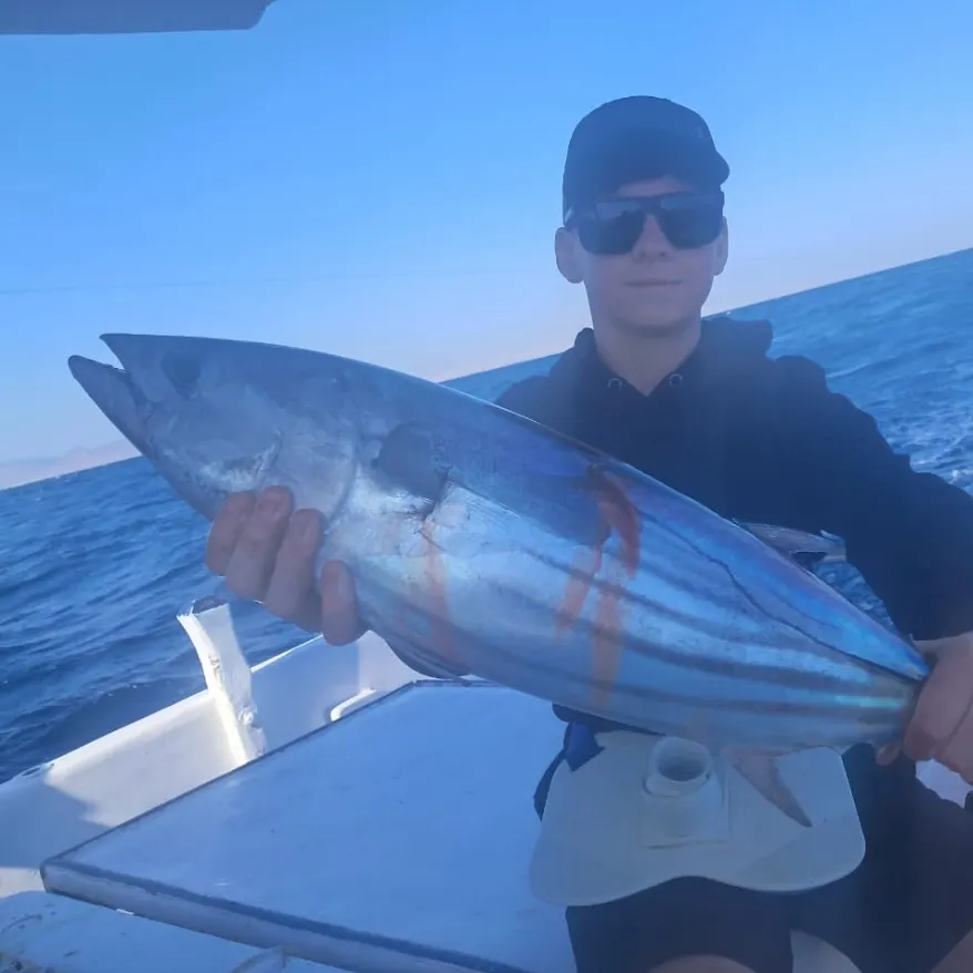 The most recent Black skipjack tuna catches on Fishbrain