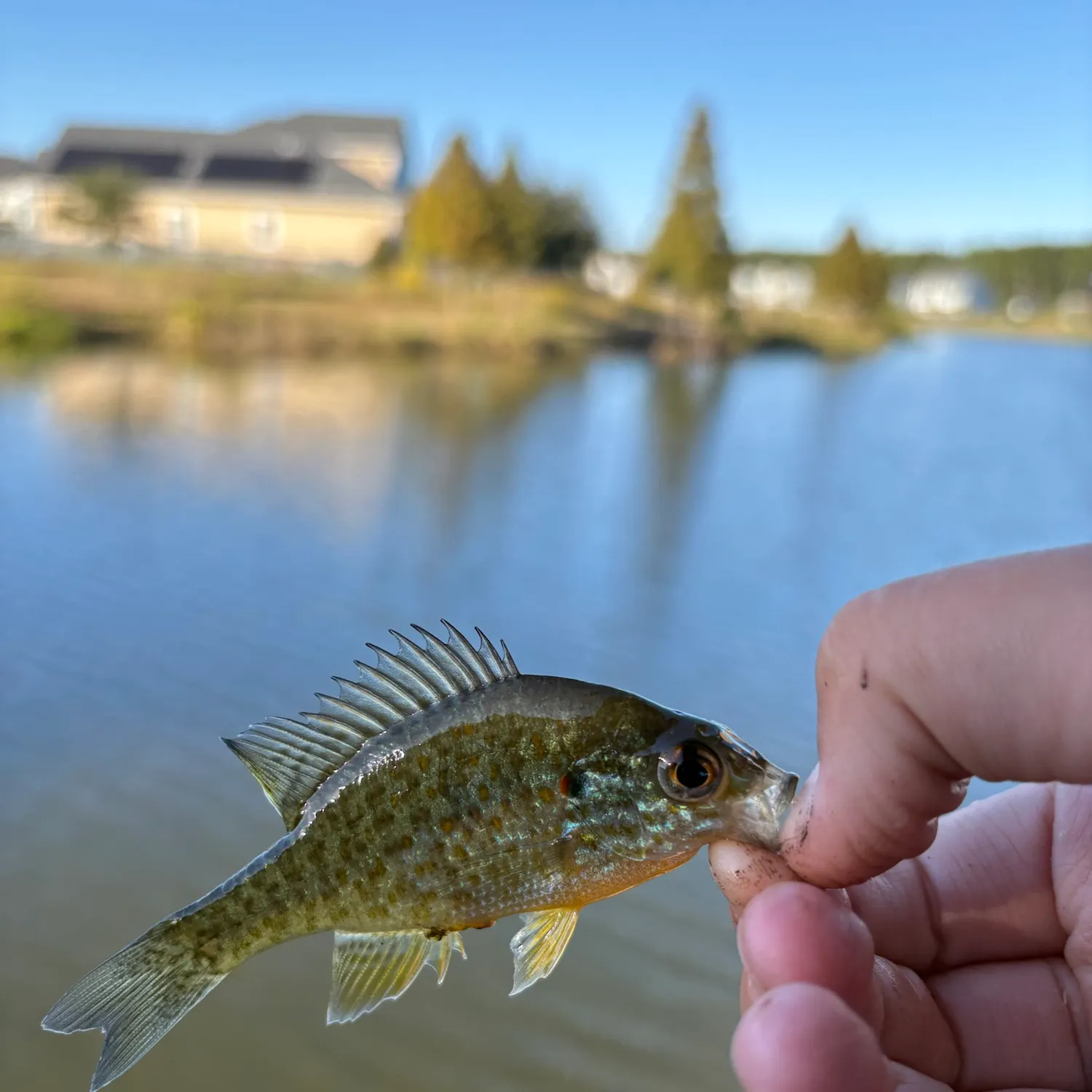 Bluegill caught on Fishbrain
