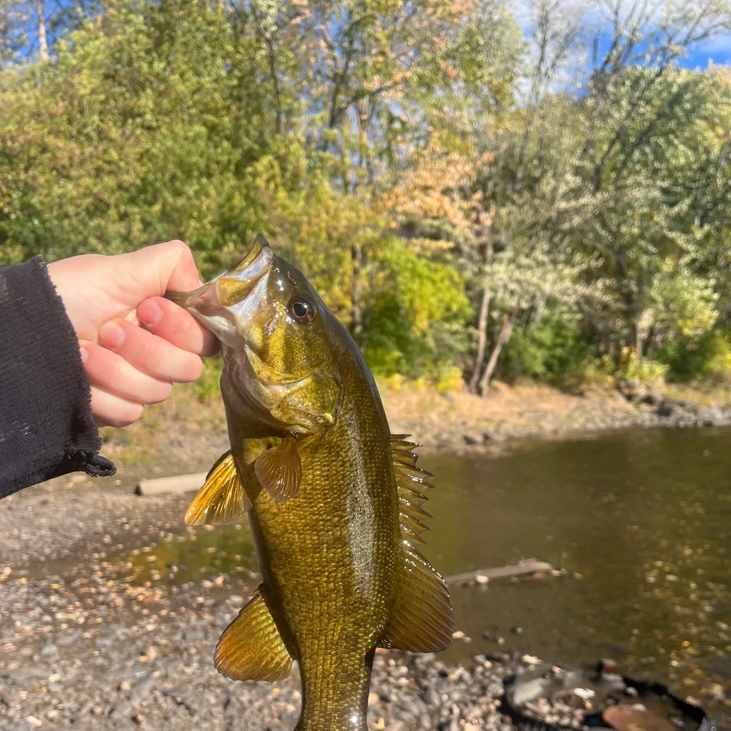 Smallmouth bass caught on Fishbrain