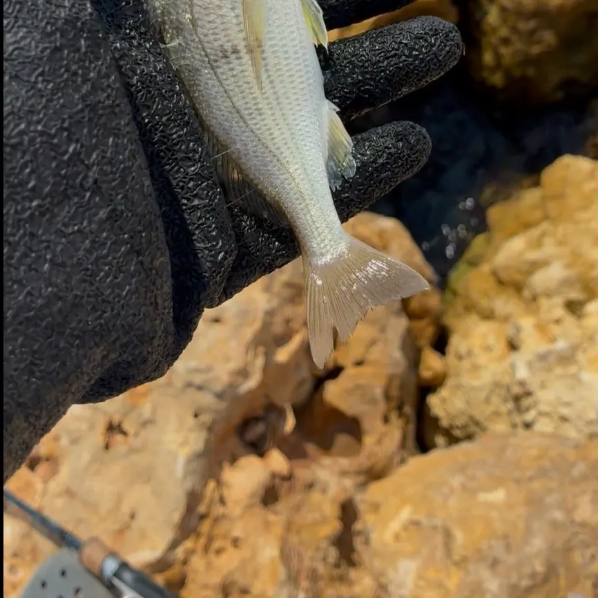 The most recent Tomtate grunt catches on Fishbrain