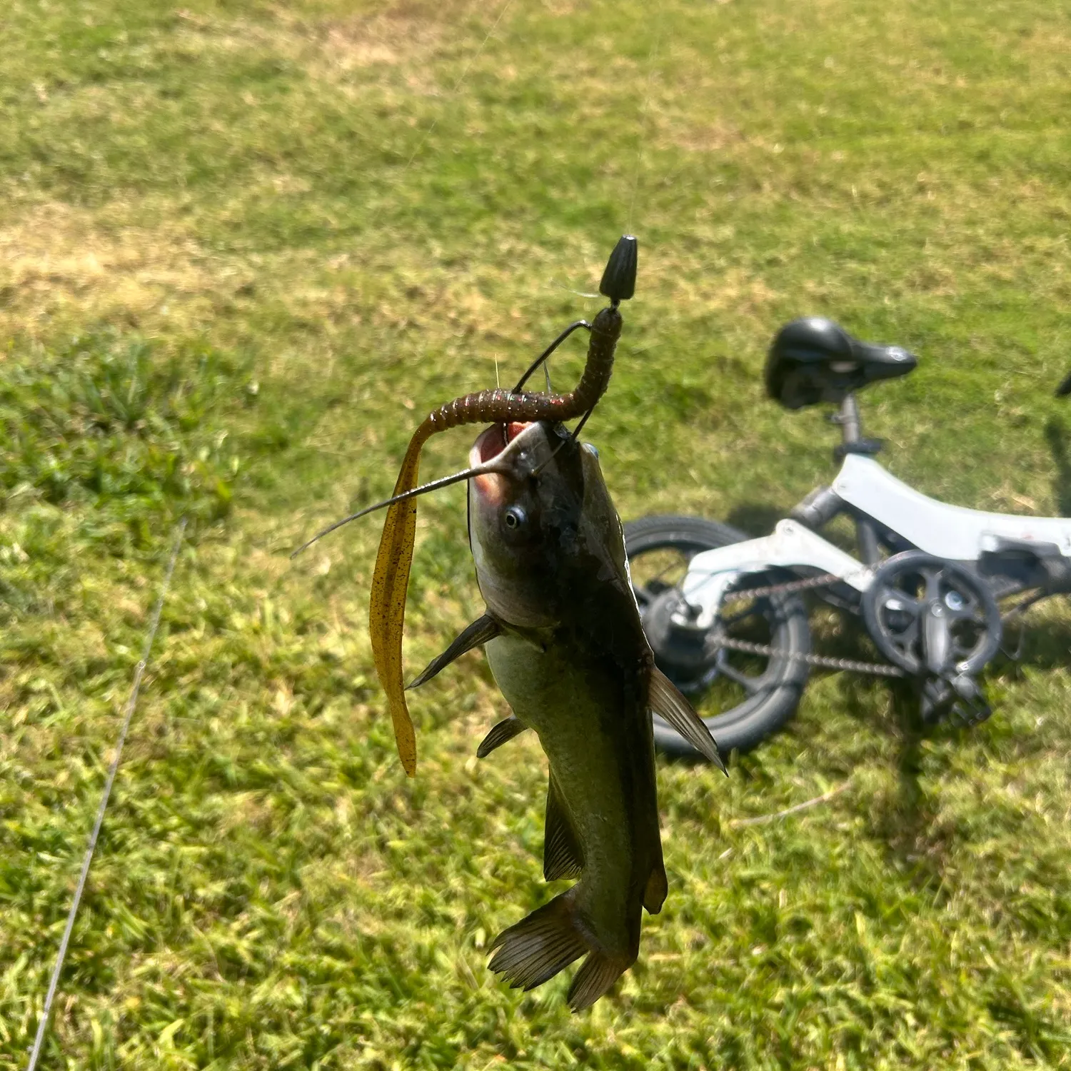 Channel catfish caught on Fishbrain