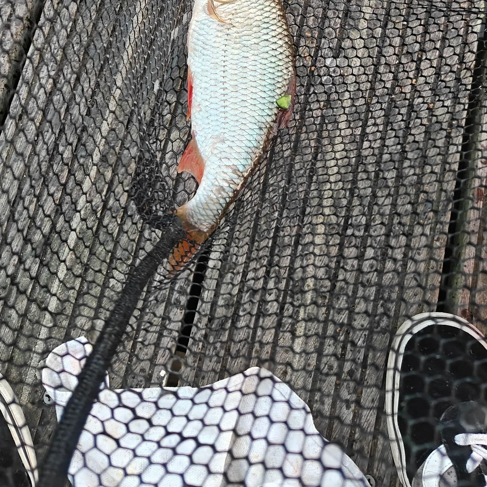 Common rudd caught on Fishbrain