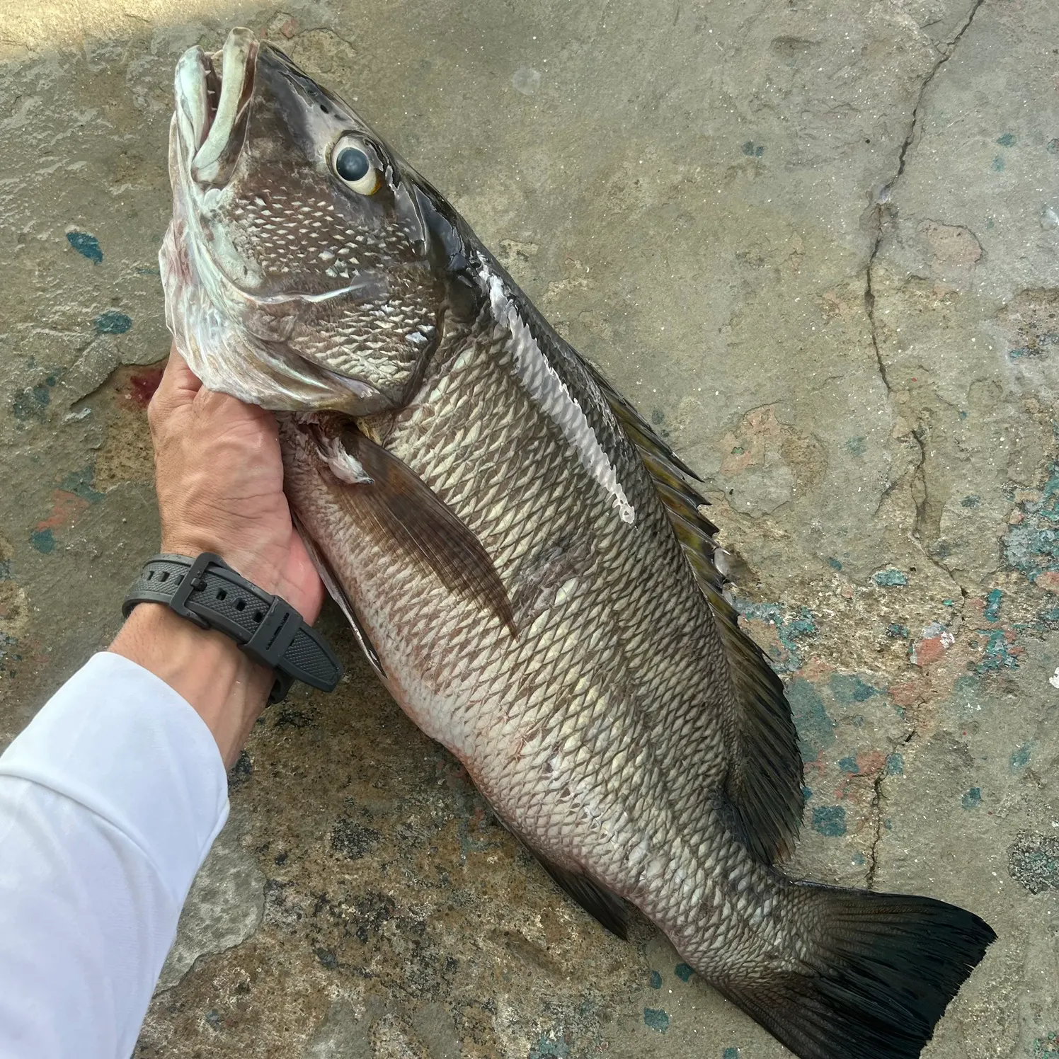The most recent Pacific cubera snapper catches on Fishbrain