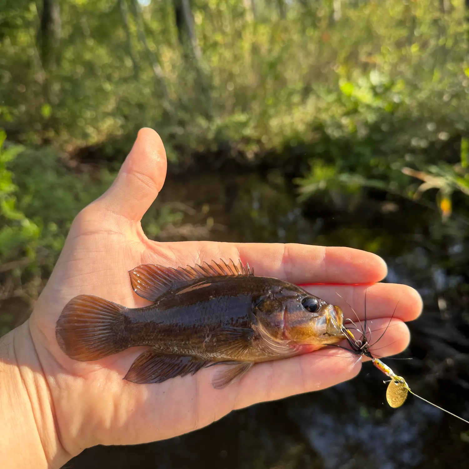 The most recent Mud sunfish catches on Fishbrain