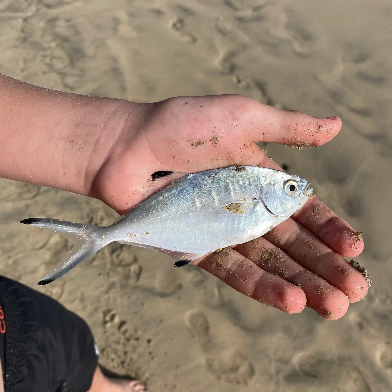 The most recent Derbio pompano catches on Fishbrain