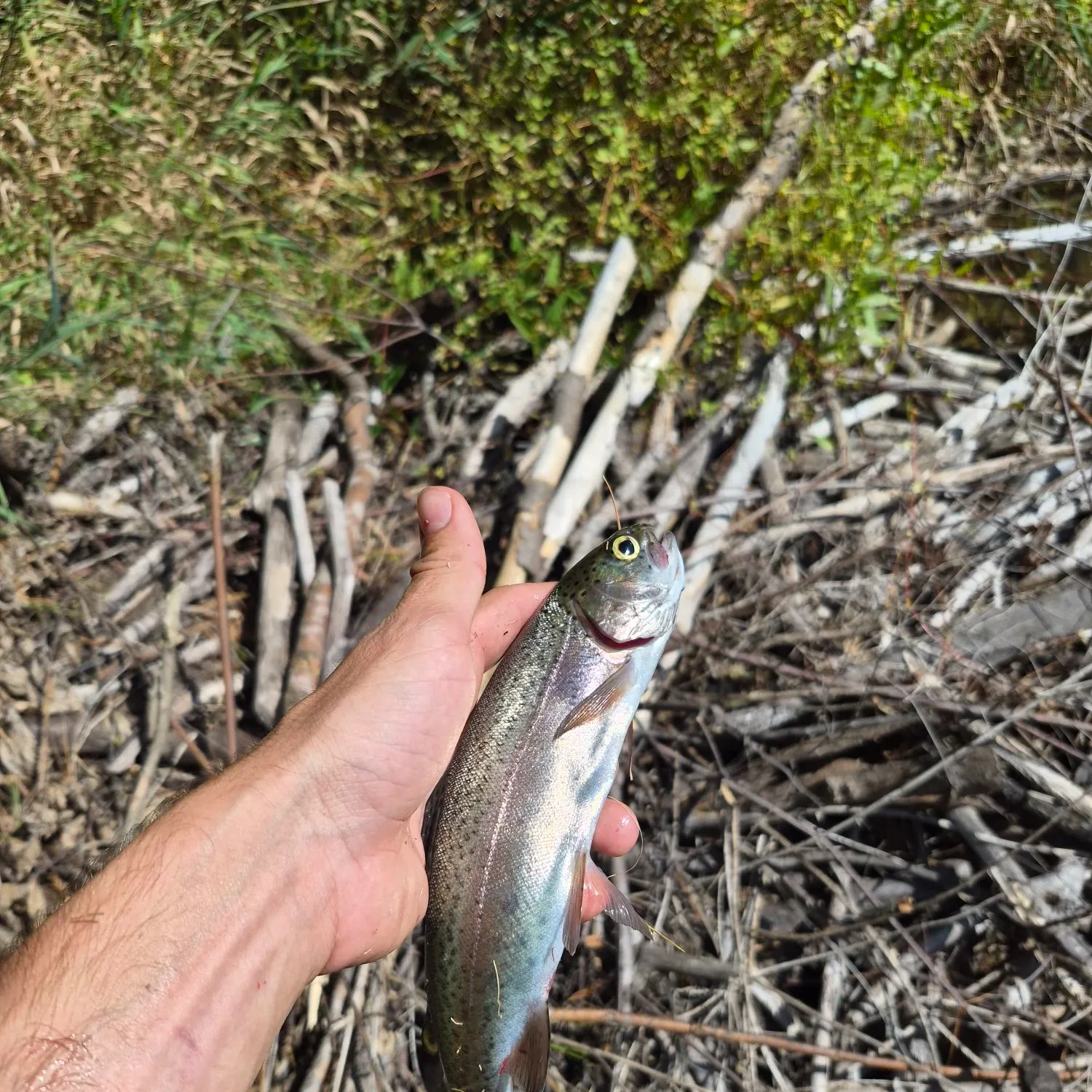 Rainbow trout caught on Fishbrain