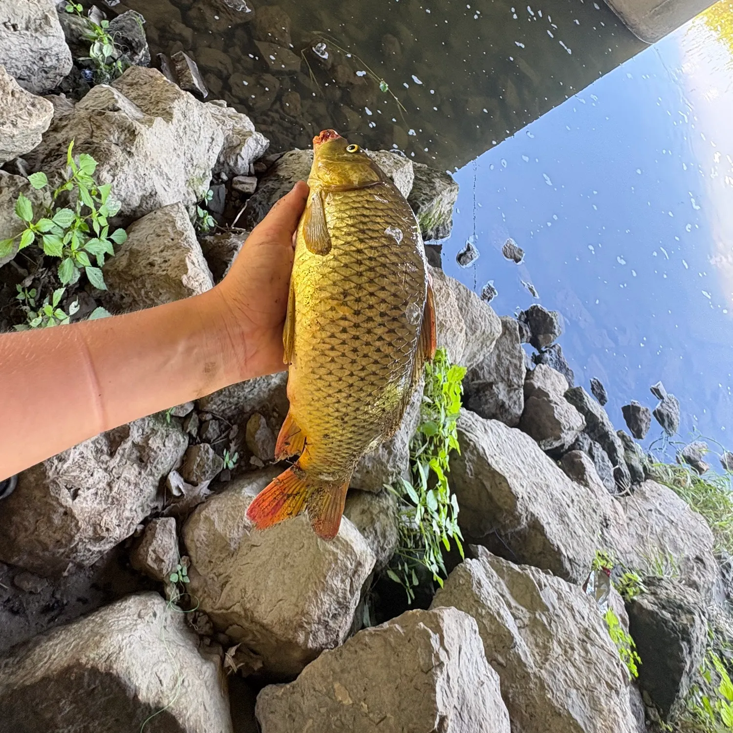 catch