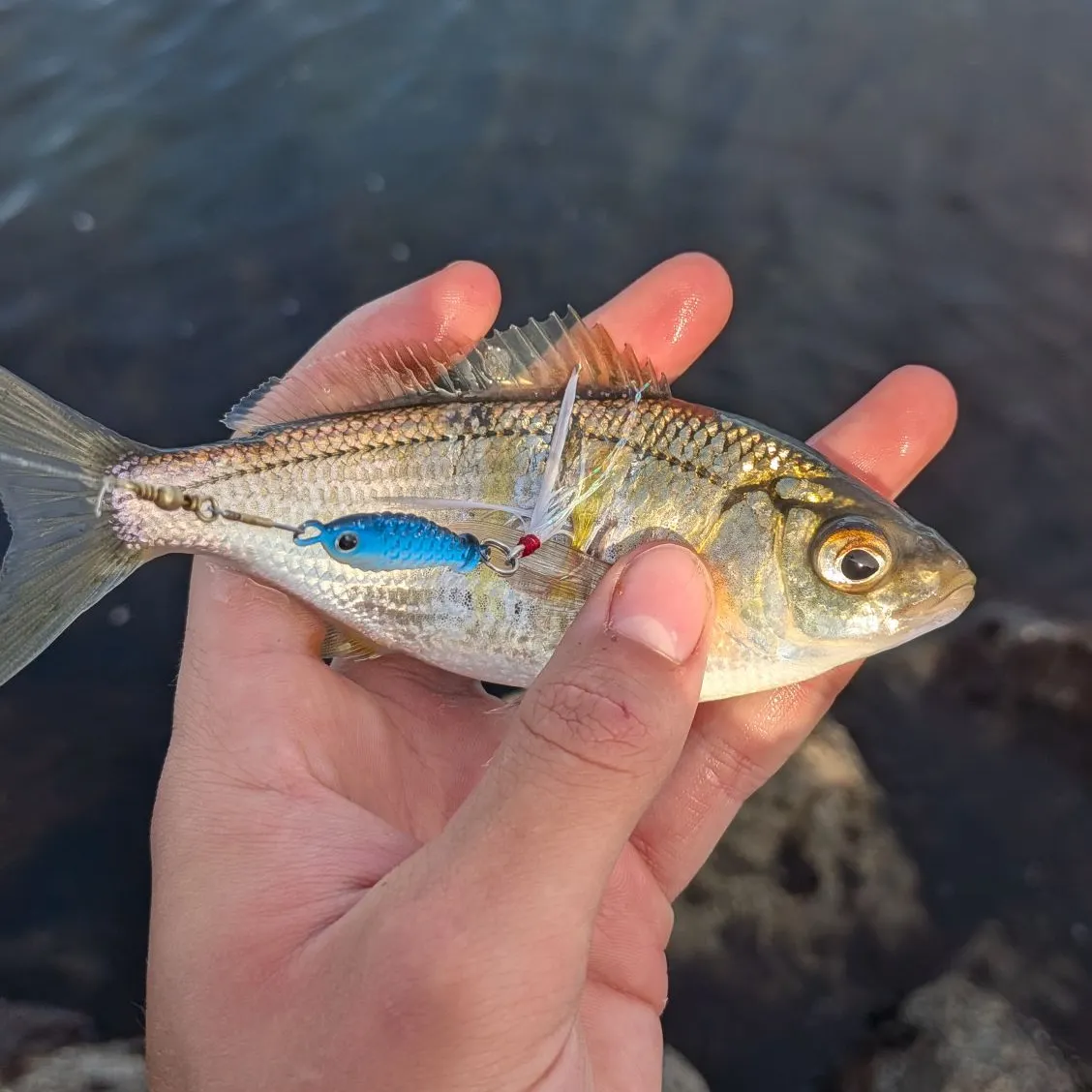 The most recent White seaperch catches on Fishbrain