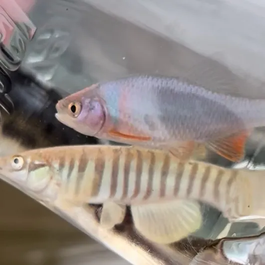 The most recent Topeka shiner catches on Fishbrain