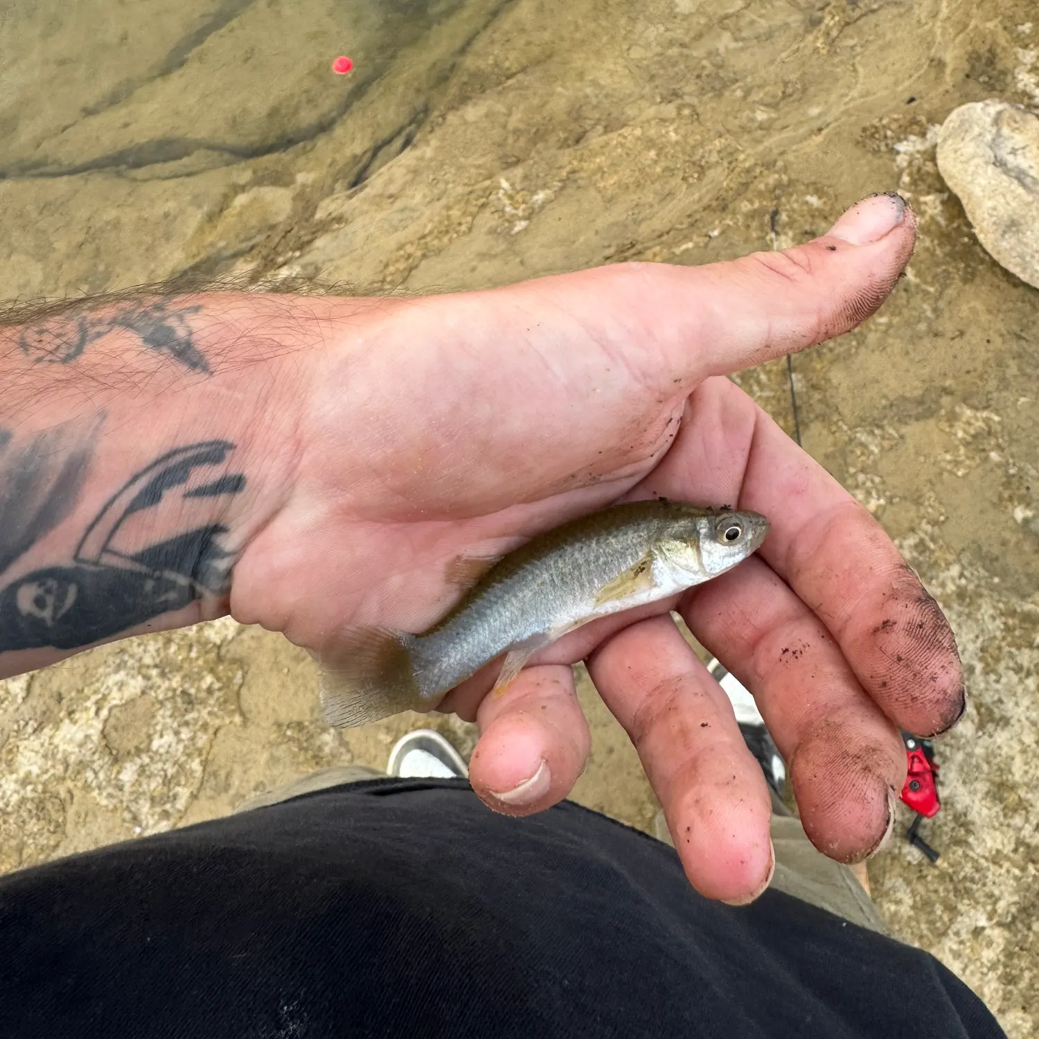 Gulf killifish caught on Fishbrain