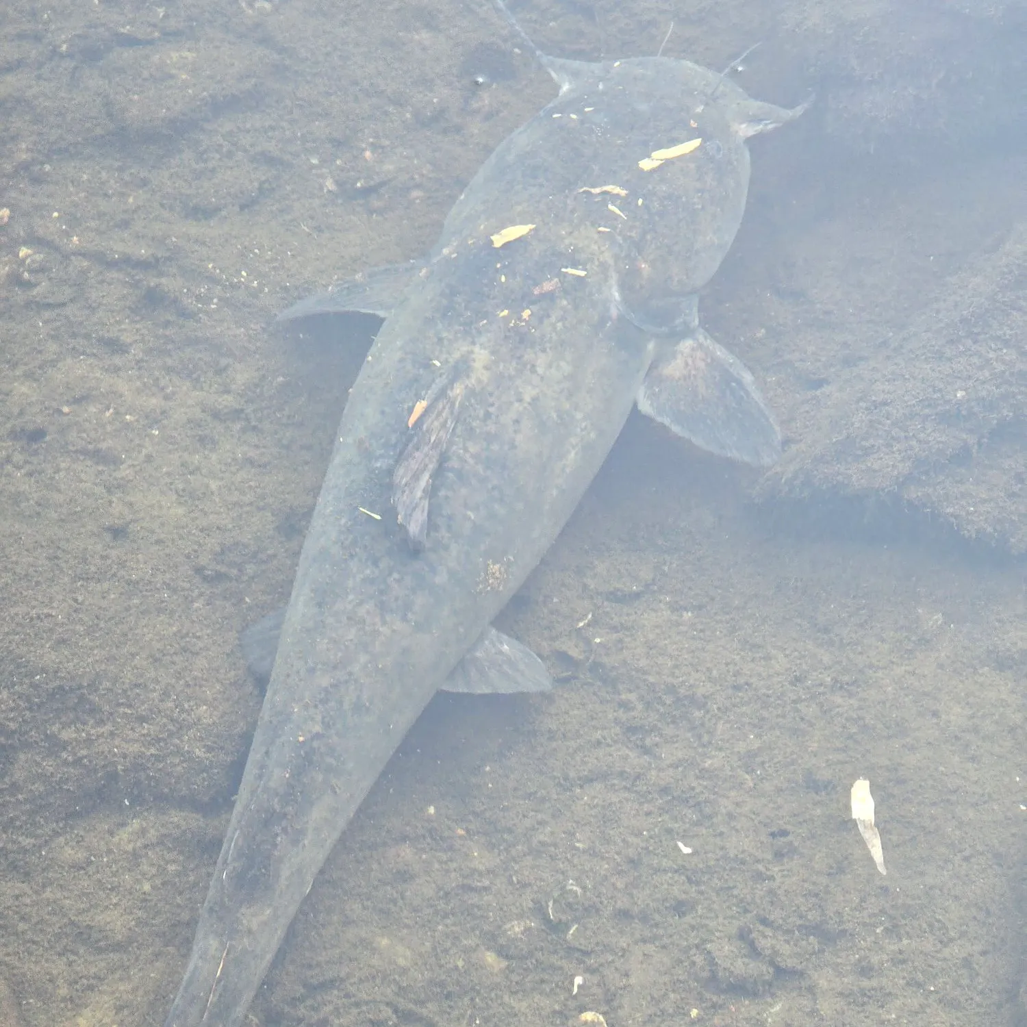 Flathead catfish caught on Fishbrain