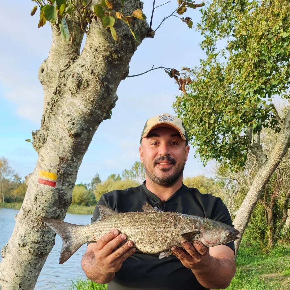 Striped mullet caught on Fishbrain