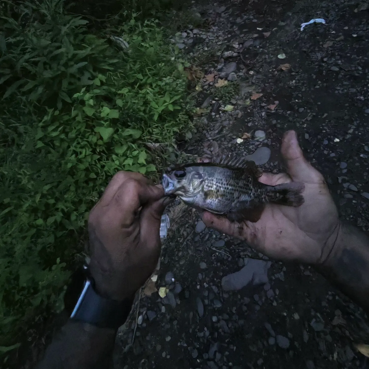 Smallmouth bass caught on Fishbrain