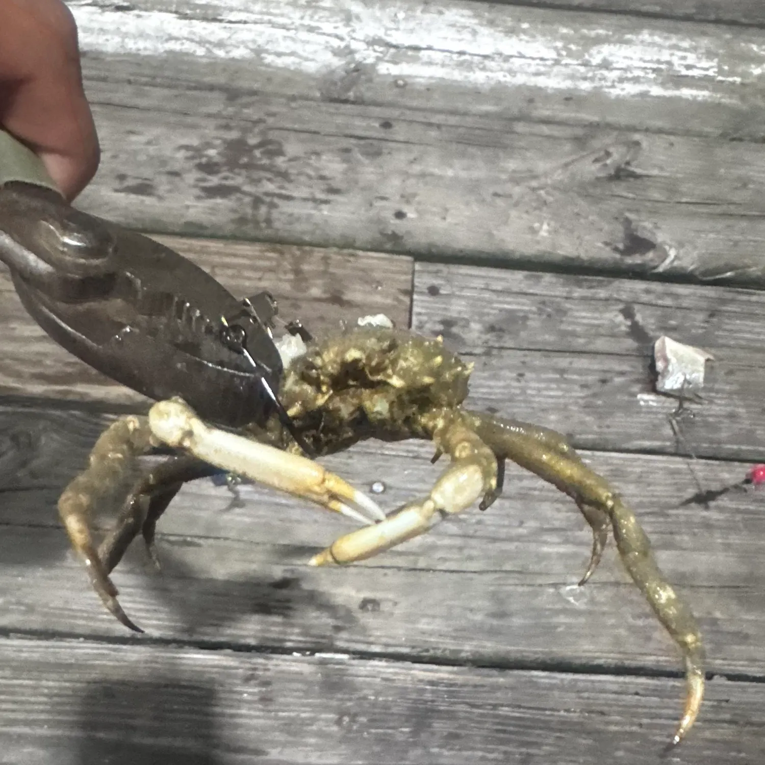Portly spider crab caught on Fishbrain