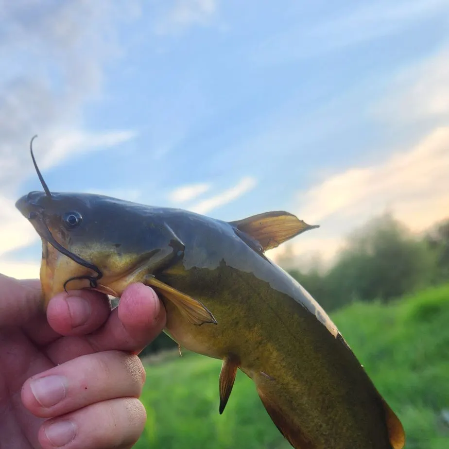 Yellow bullhead caught on Fishbrain
